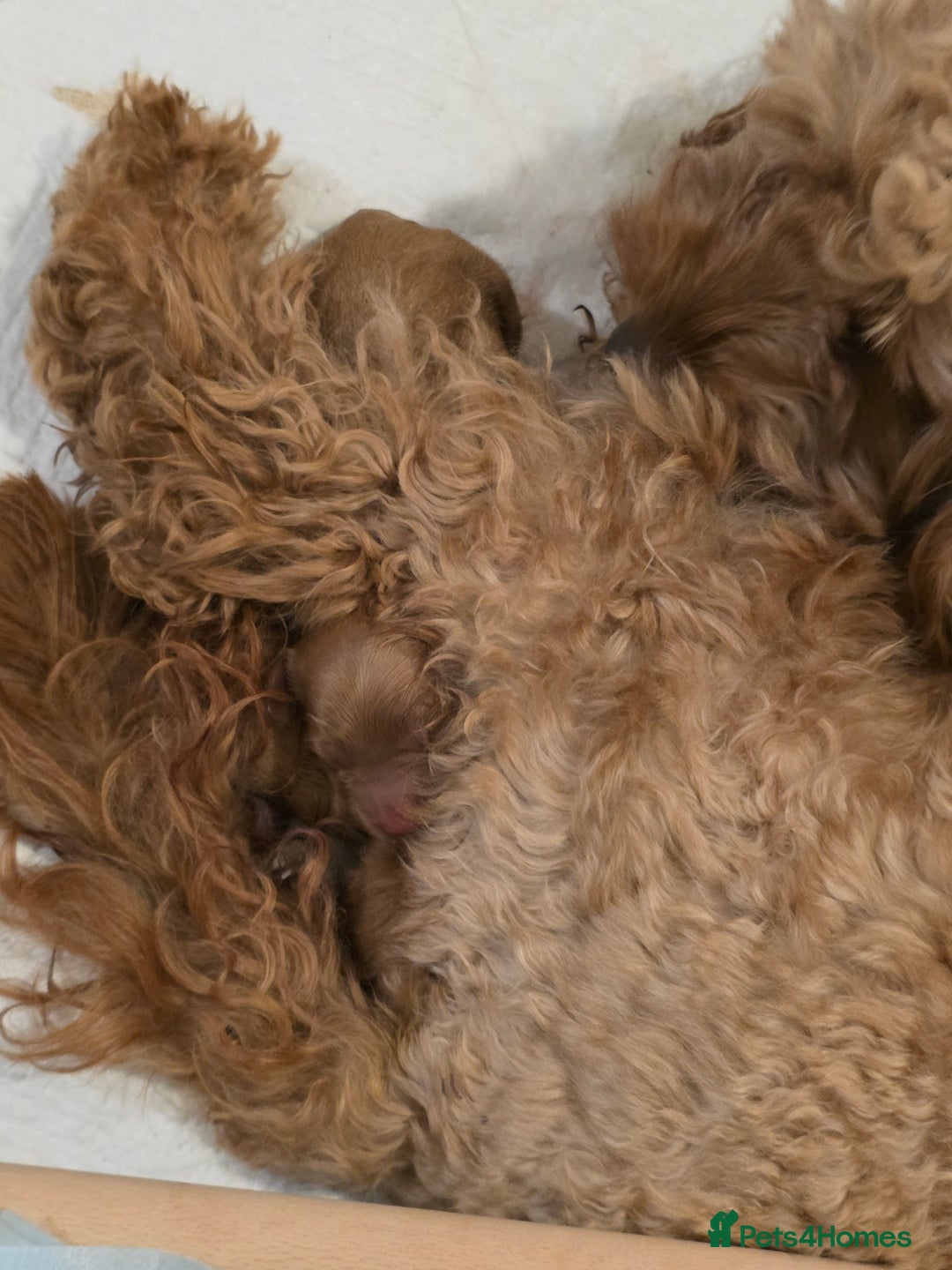 Cockapoo dogs for sale: Mini red cockapoo puppies ready 17th Jan 2026  - Advert 13