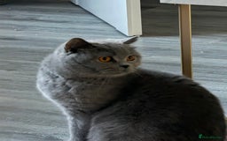 British Shorthair cats for sale: British Shorthair cat  - Image 4