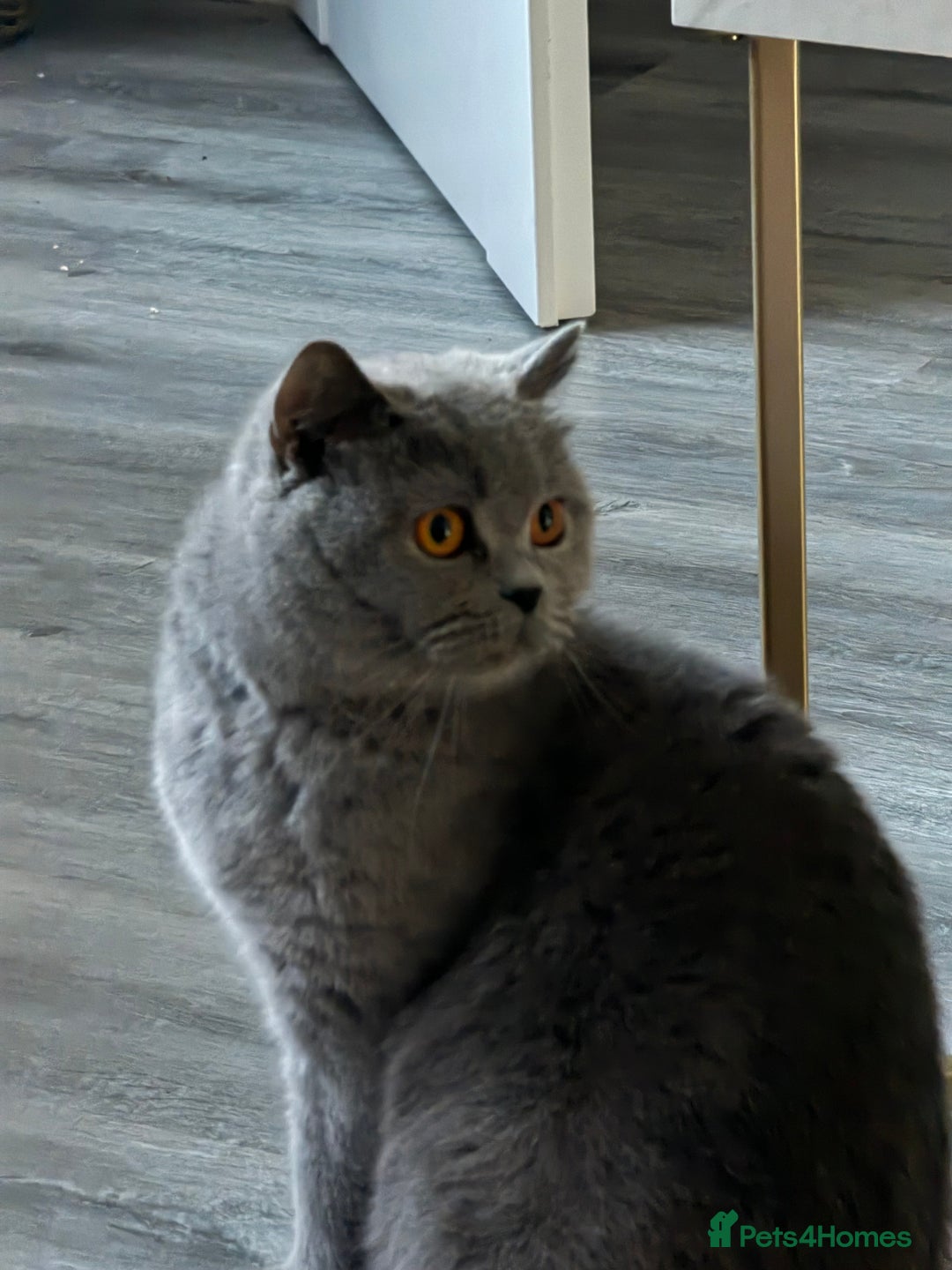 British Shorthair cats for sale: British Shorthair cat  - Image 4