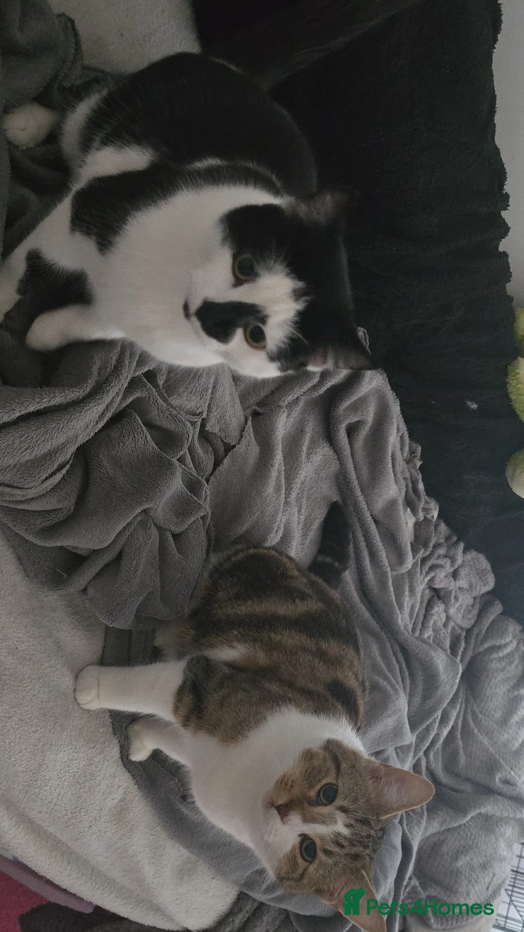 Mixed Breed cats for sale: 2 adorable males  in Rugby - Advert 1