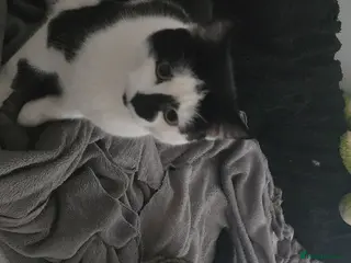 Mixed Breed cats 2 adorable males - Advert 1