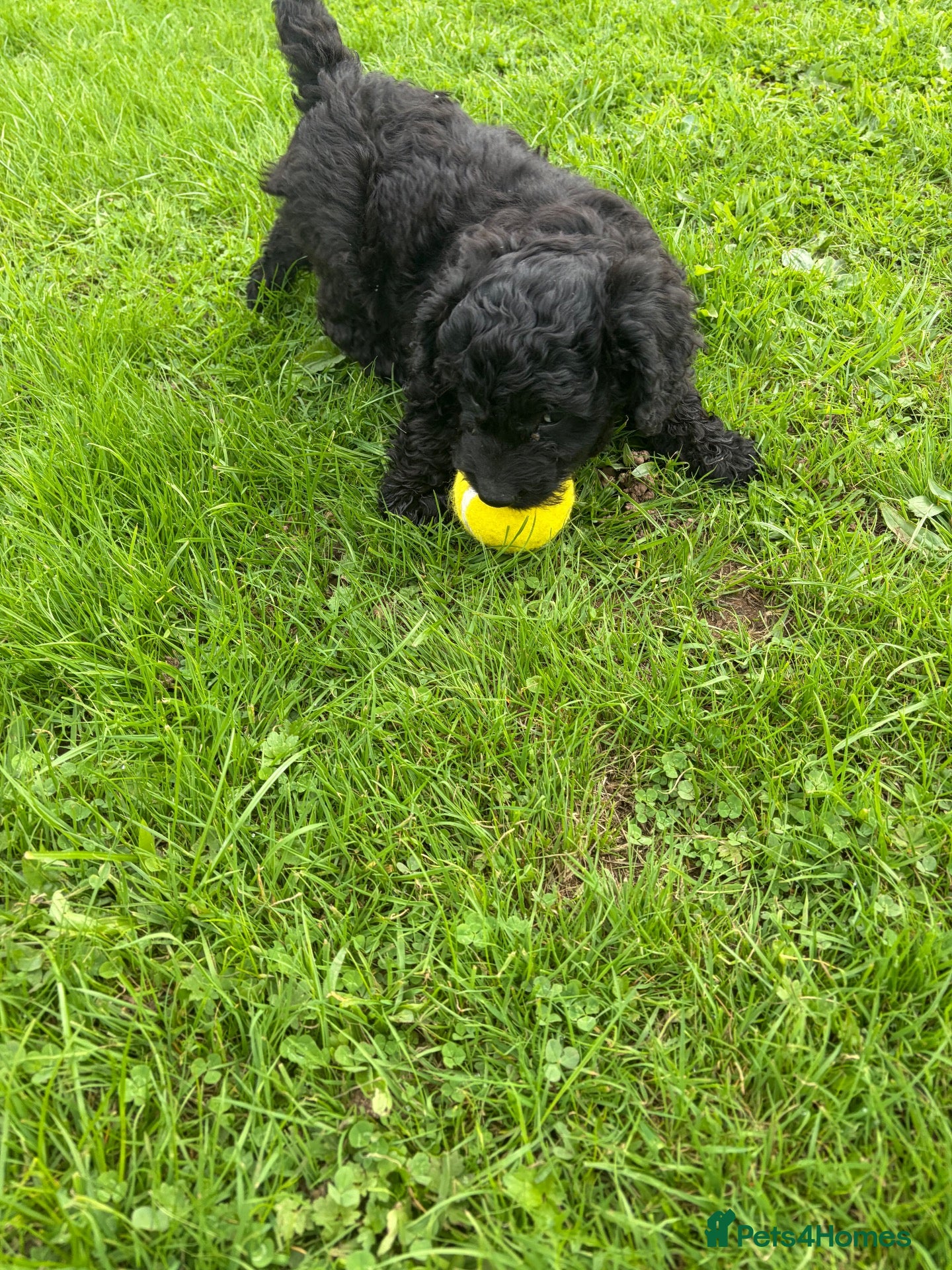 Cockapoo dogs F1b cockapoo puppies 🐶 💙💗 - Advert 2