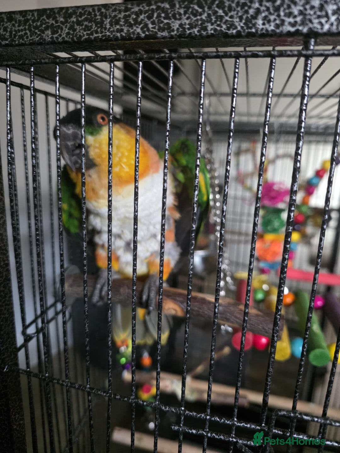 Parrots birds for sale: Pair of Bonded Caique Parrots - Advert 5