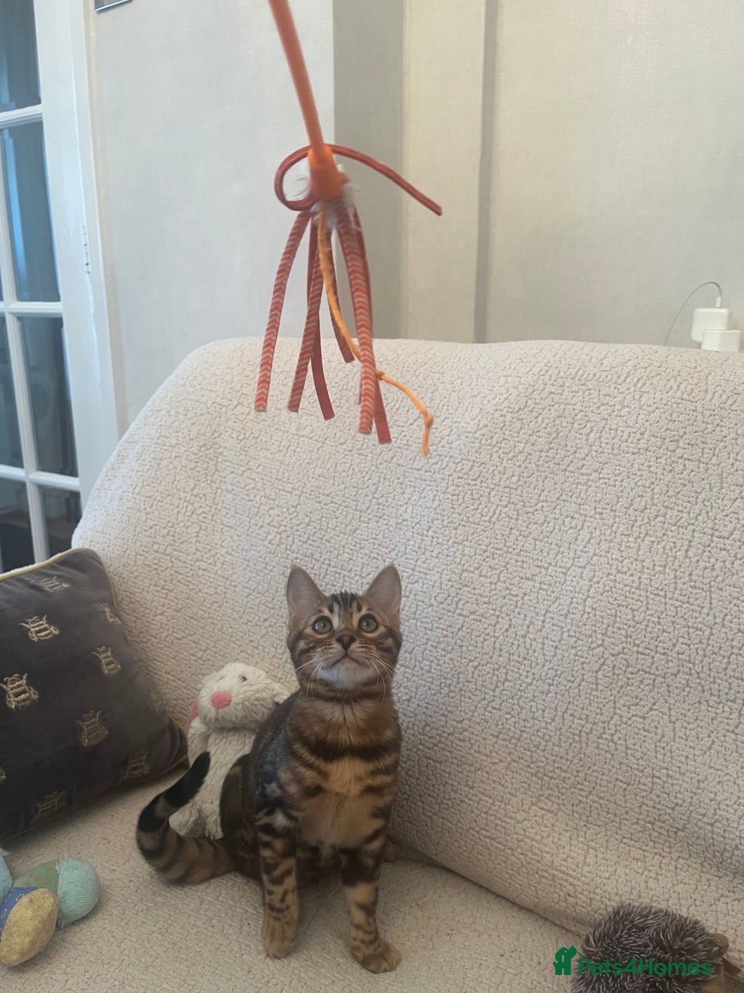 Bengal cats for sale: OUTSTANDING TICA reg BENGAL KITTENS - Advert 19