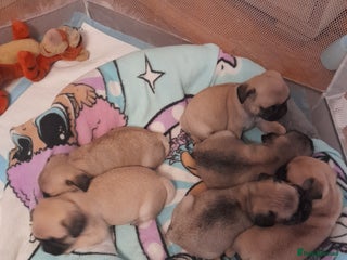 Pug dogs - Advert 7