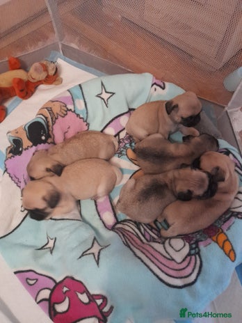 Pug dogs - Advert 6