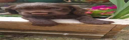 Cocker Spaniel dogs for sale: Stunning Litter of Cocker Spaniels - Advert 1