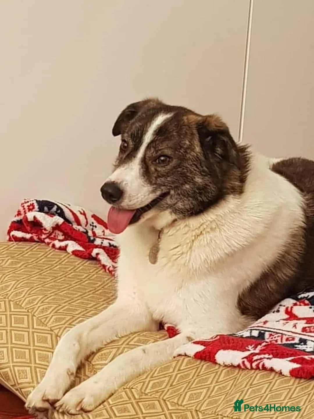 Mixed Breed dogs for adoption: Albie - Norwich Norfolk  - Advert 8