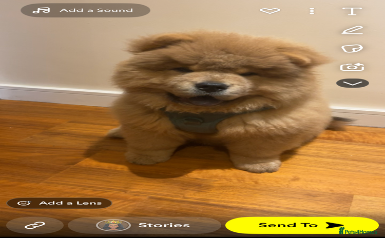 Chow Chow dogs - Advert 4