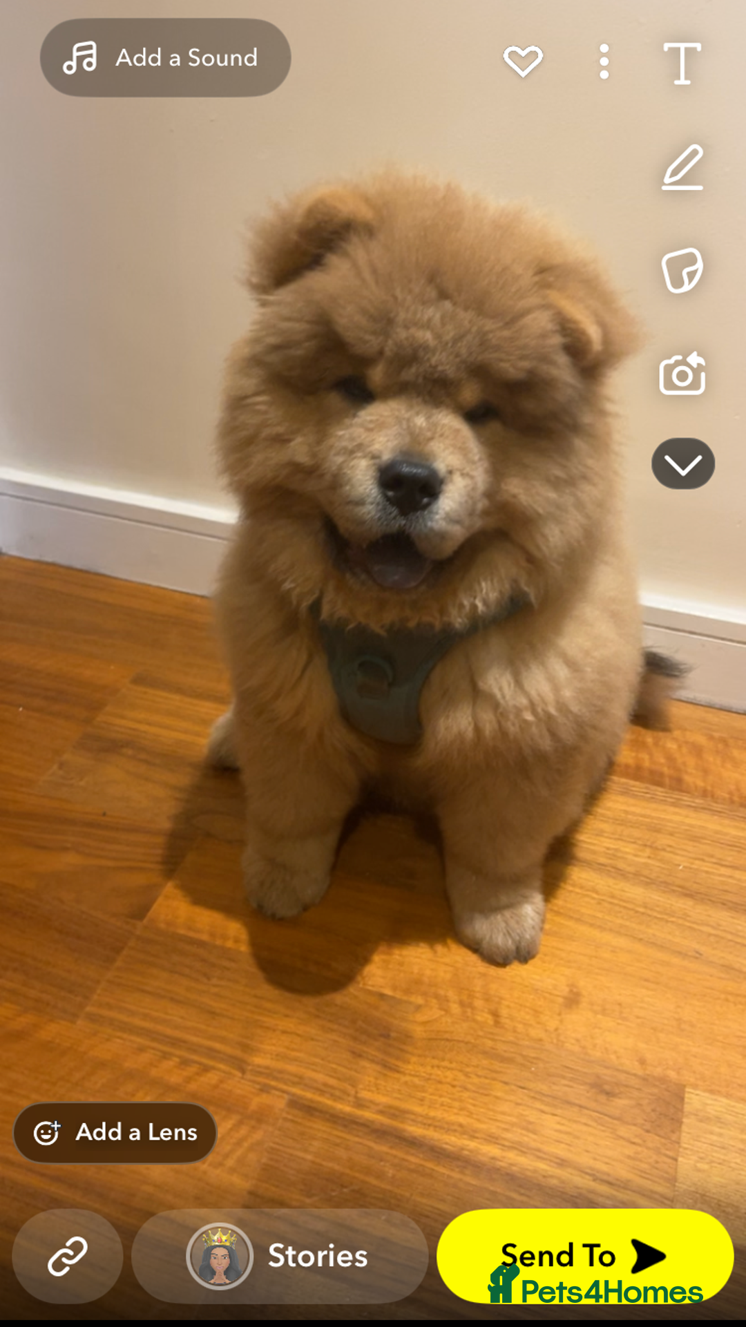 Chow Chow dogs for sale: Mansory chow chow 4 months old - Image 1