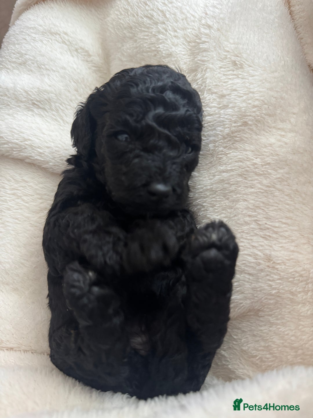 Cockapoo dogs for sale: Cockapoo puppies for sale - Image 4