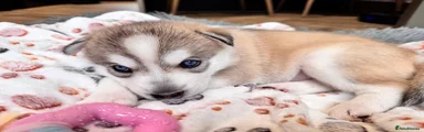 Siberian Husky Puppy 1