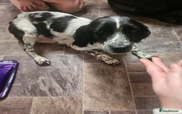 Bocker dogs for sale: Bocker puppies  - Image 7