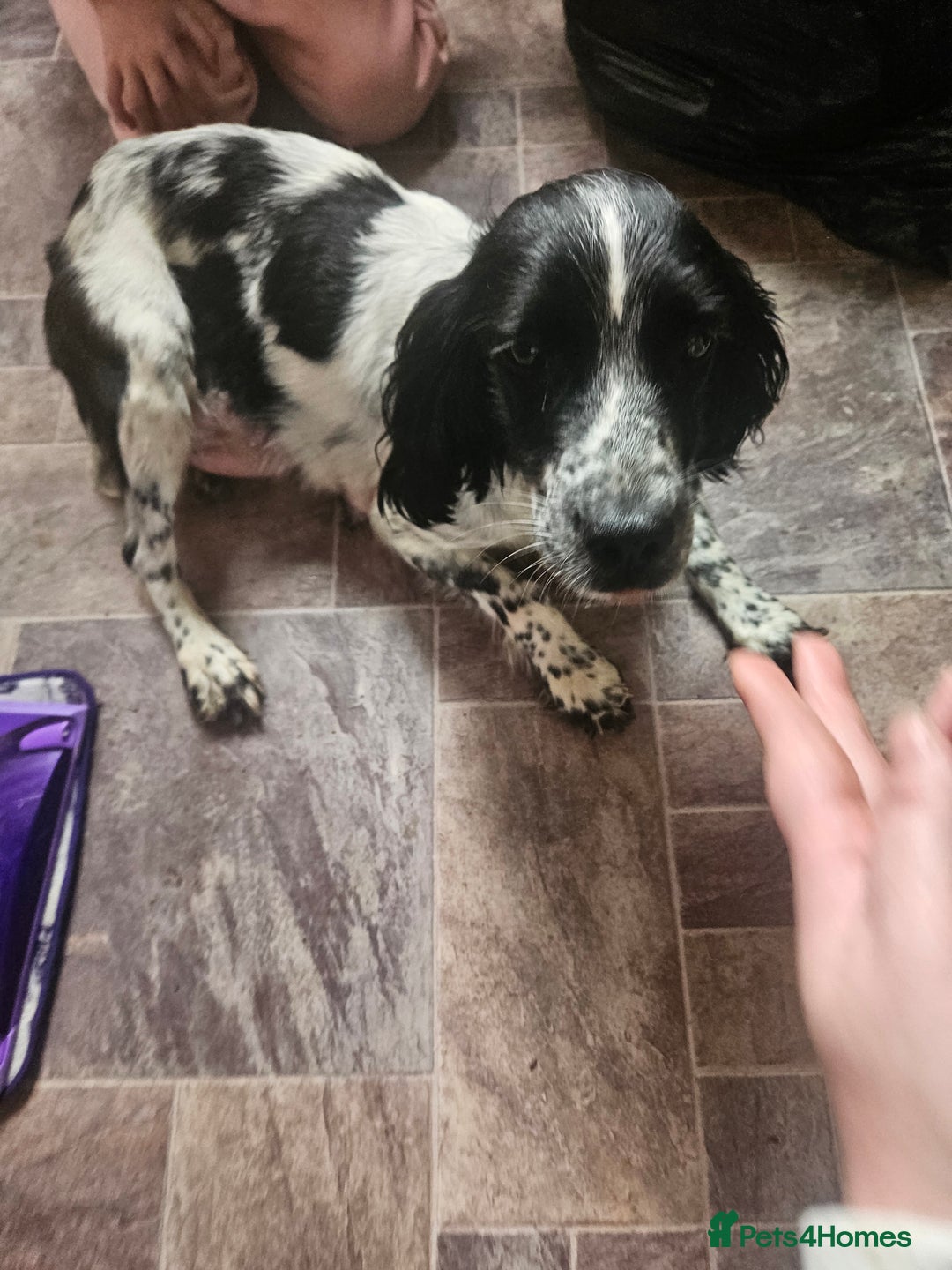 Bocker dogs for sale: Bocker puppies  - Image 7