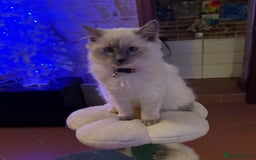 Ragdoll cats for sale: Favourite cuddling ragdolls for new homes - Image 5