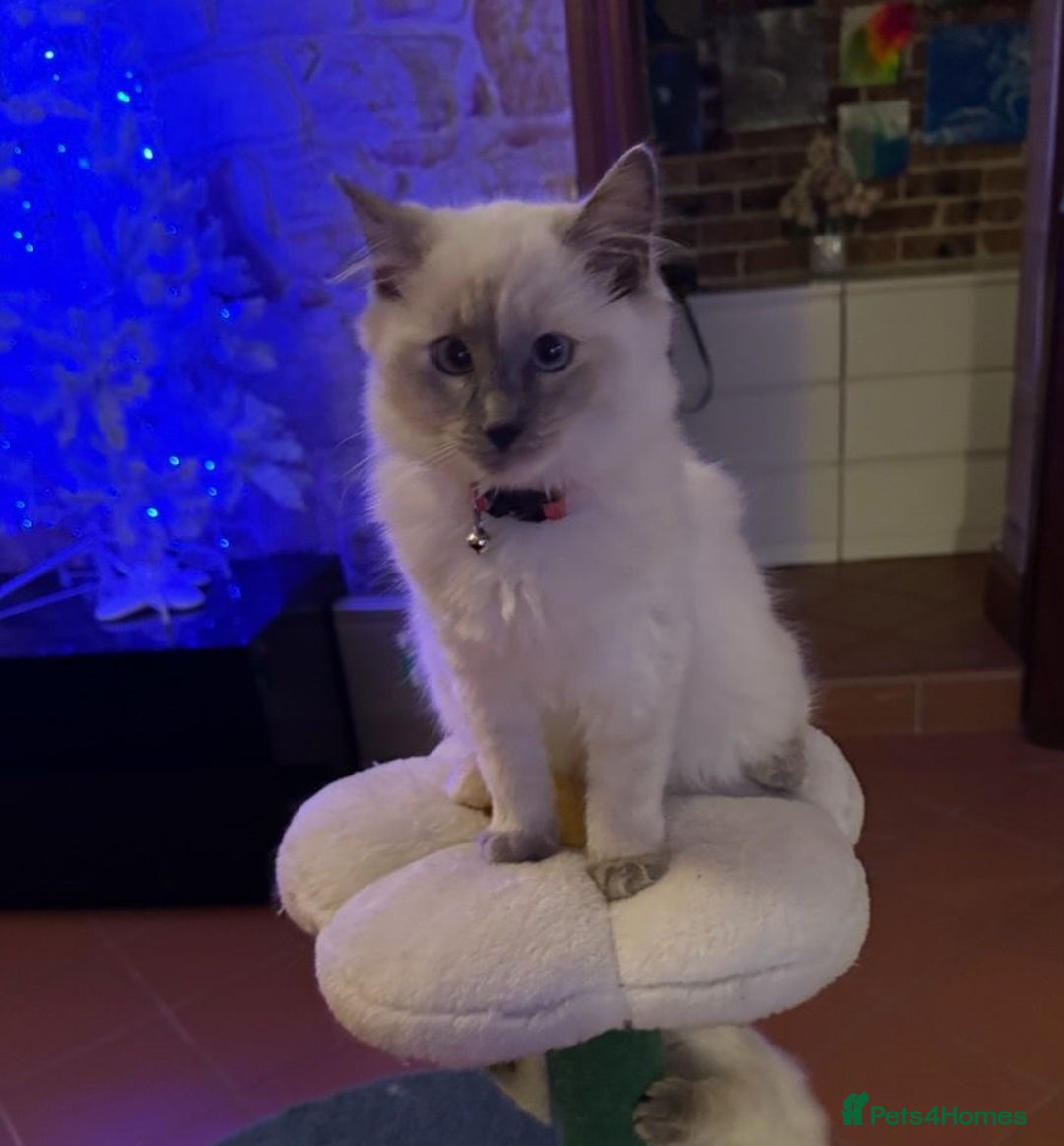 Ragdoll cats for sale: Favourite cuddling ragdolls for new homes - Image 5