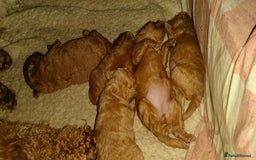 Miniature Poodle dogs for sale: ✨ Miniature Poodle Puppies for Reservation! ✨   - Image 7