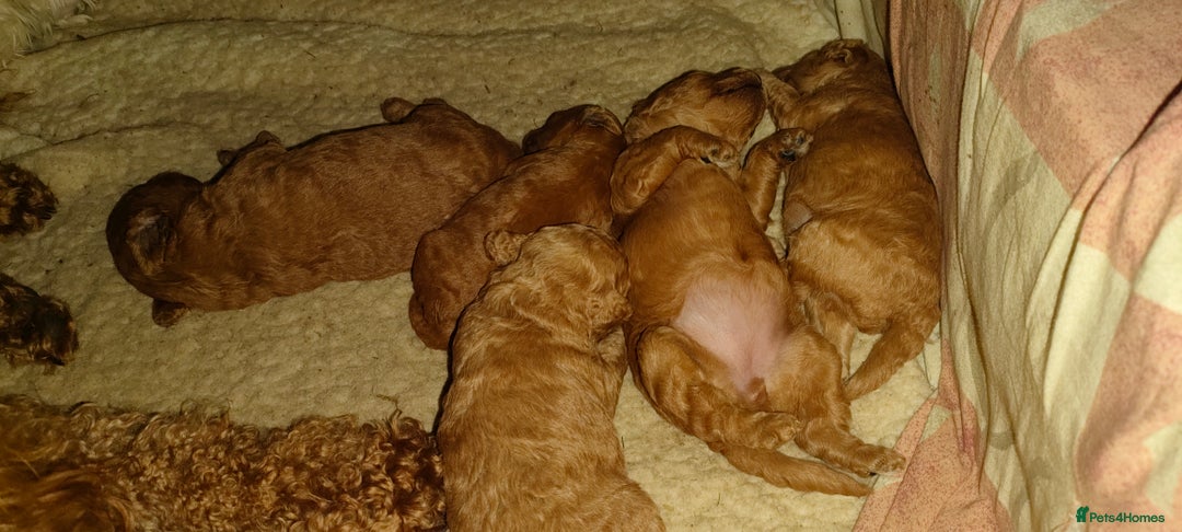 Miniature Poodle dogs for sale: ✨ Miniature Poodle Puppies for Reservation! ✨   - Image 7