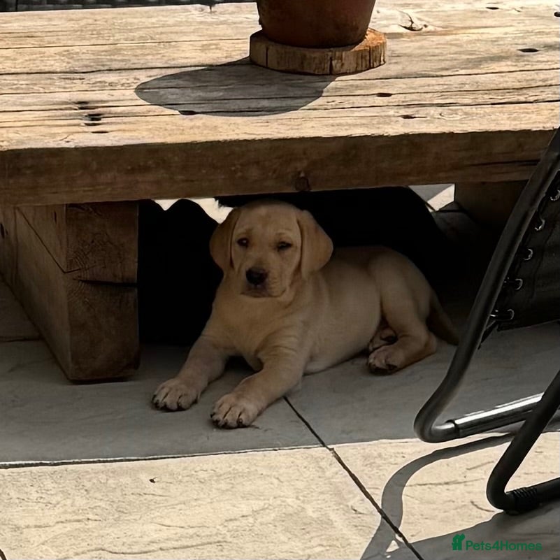 Labrador Retriever dogs 3 kc reg Labrador pups looking for new homes.  - Advert 18