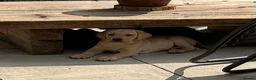 Labrador Retriever dogs for sale: 3 kc reg Labrador pups looking for new homes.  - Advert 4