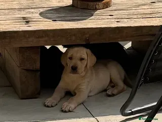 Labrador Retriever dogs 3 kc reg Labrador pups looking for new homes. - Advert 10