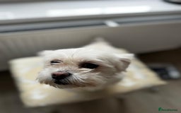 Maltese dogs for sale: Tiny loving Maltese Girl - Image 5