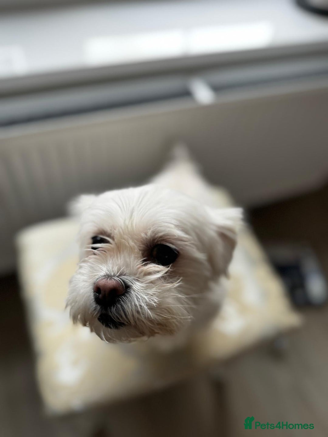 Maltese dogs for sale: Tiny loving Maltese Girl - Image 5