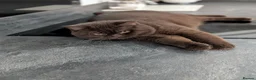 British Shorthair cats for stud: Champion Chocolate British Shorthair GCCF - Advert 5
