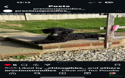 Toy Poodle dogs for stud: Black Toy Poodle  - Image 5