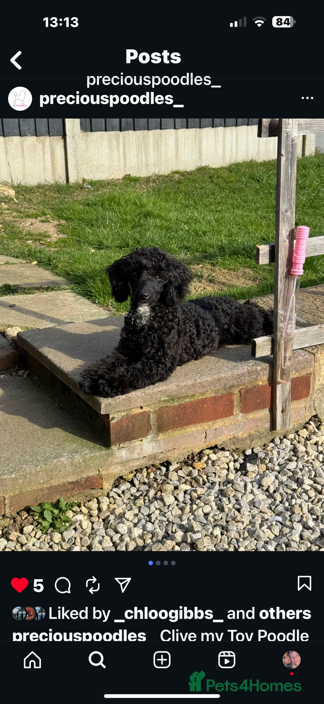Toy Poodle dogs for stud: Black Toy Poodle  - Image 5