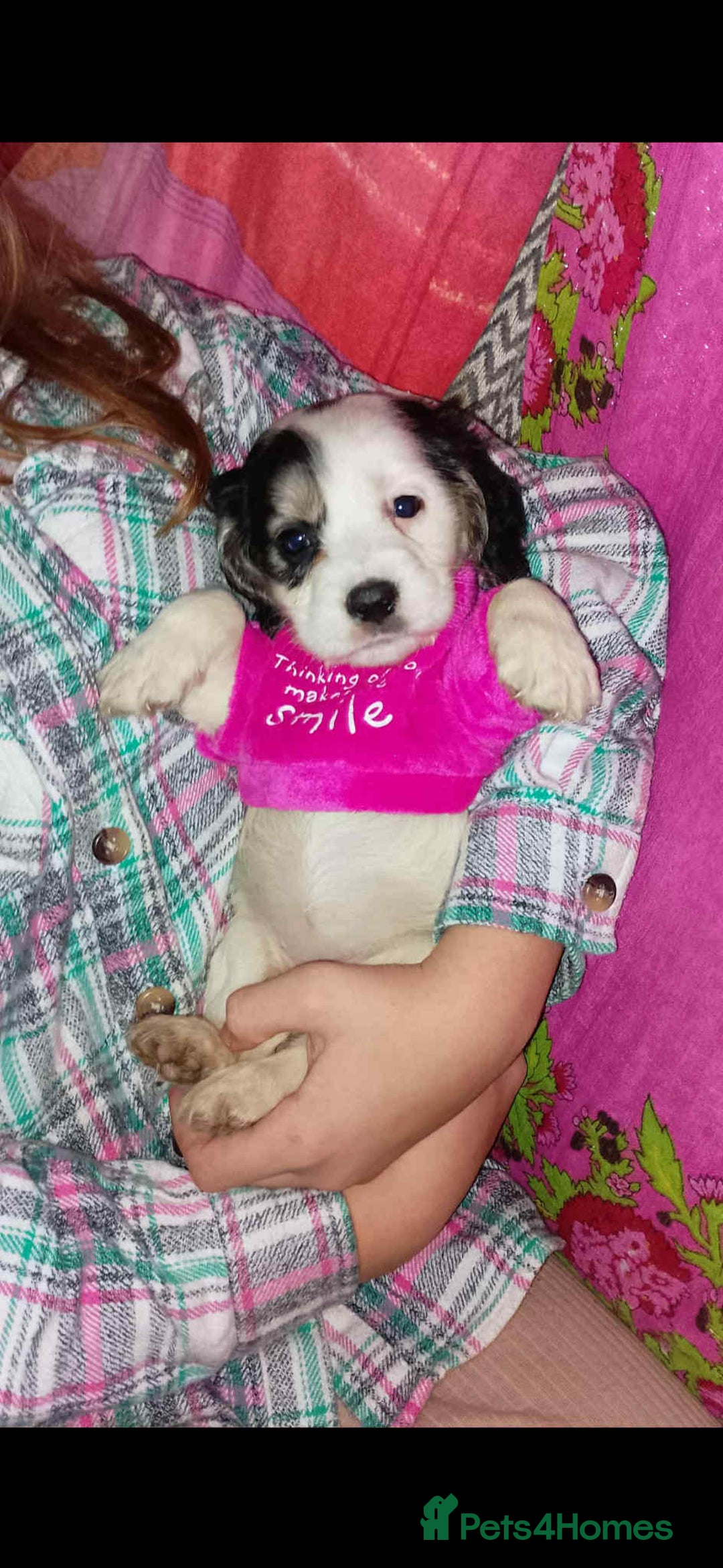 Cocker Spaniel dogs for sale: Adorable cocker spaniel puppy’s  - Image 9