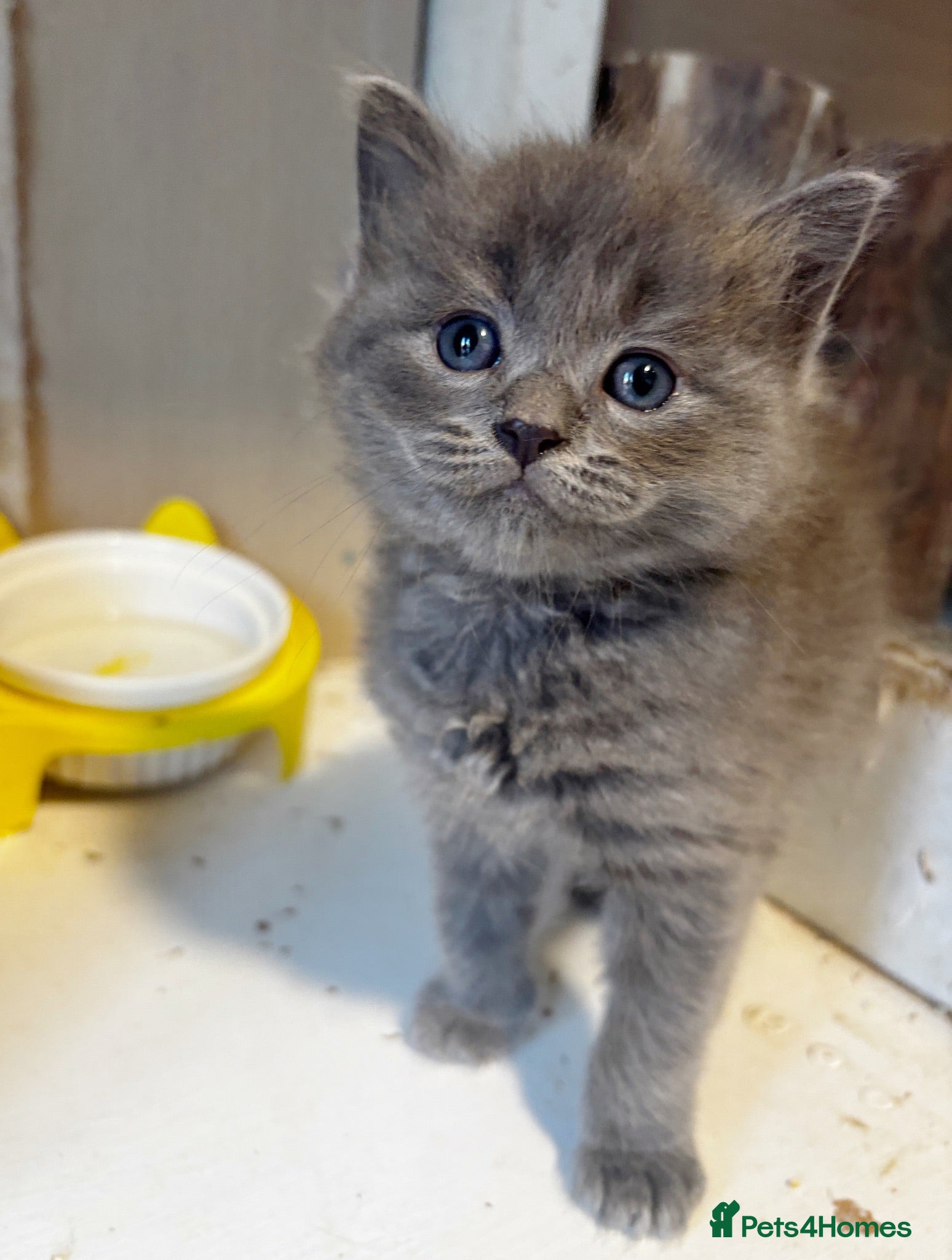 British Longhair cats Beautiful and Playful half ragdoll kittens - Advert 1