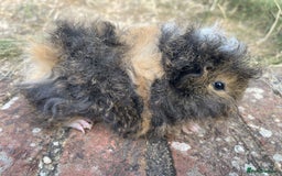 Guinea Pig rodents for sale: Baby Guinea Pigs for sale  - Image 14
