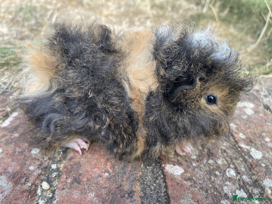 Guinea Pig rodents for sale: Baby Guinea Pigs for sale  - Image 14