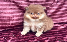 Pomeranian dogs for sale: Pom puppies ready now x - Image 3