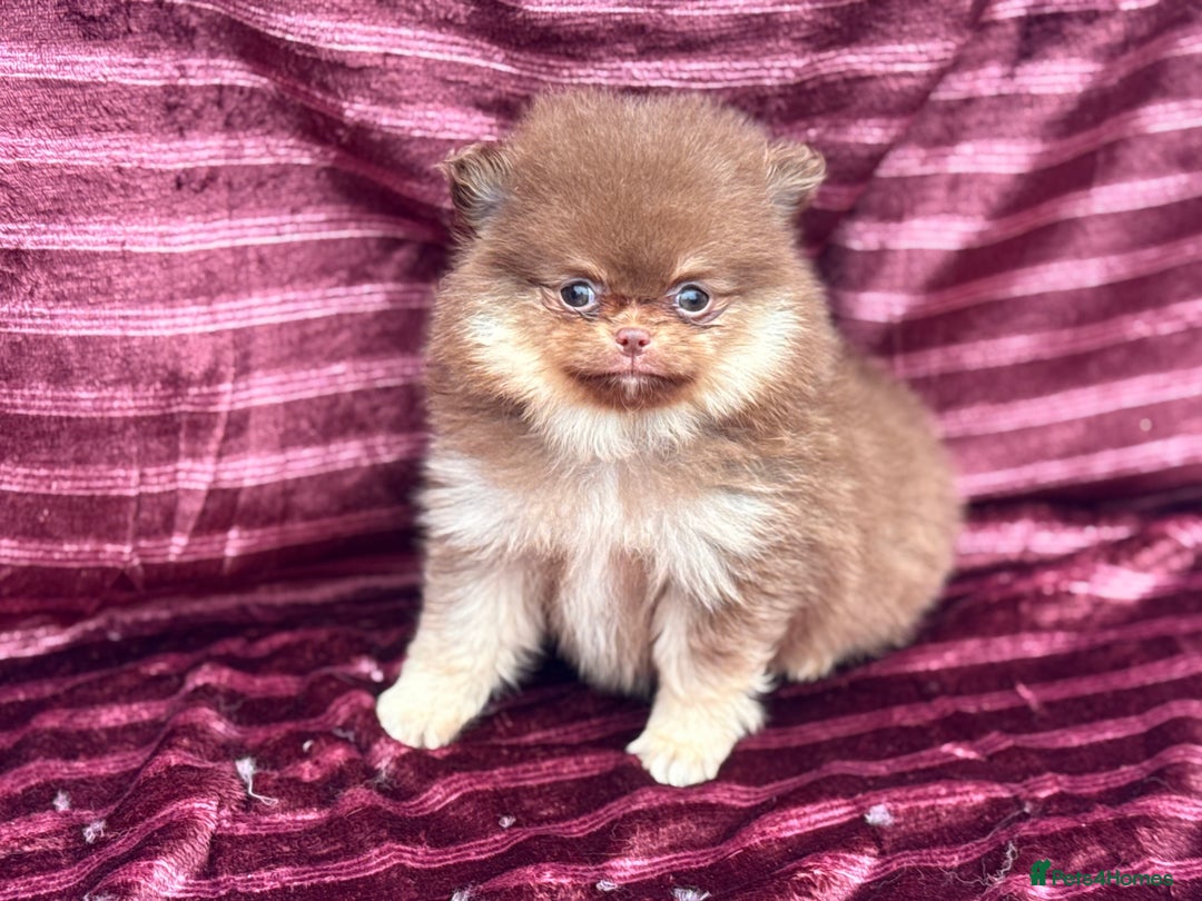 Pomeranian dogs for sale: Pom puppies ready now x - Image 3