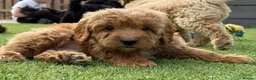 Cockapoo dogs for sale: Cockapoo puppies ready now  in Colchester - Advert 6