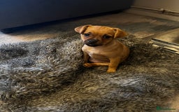 Jug dogs for sale: Jug (Jack Russell & Pug) Female  - Image 4