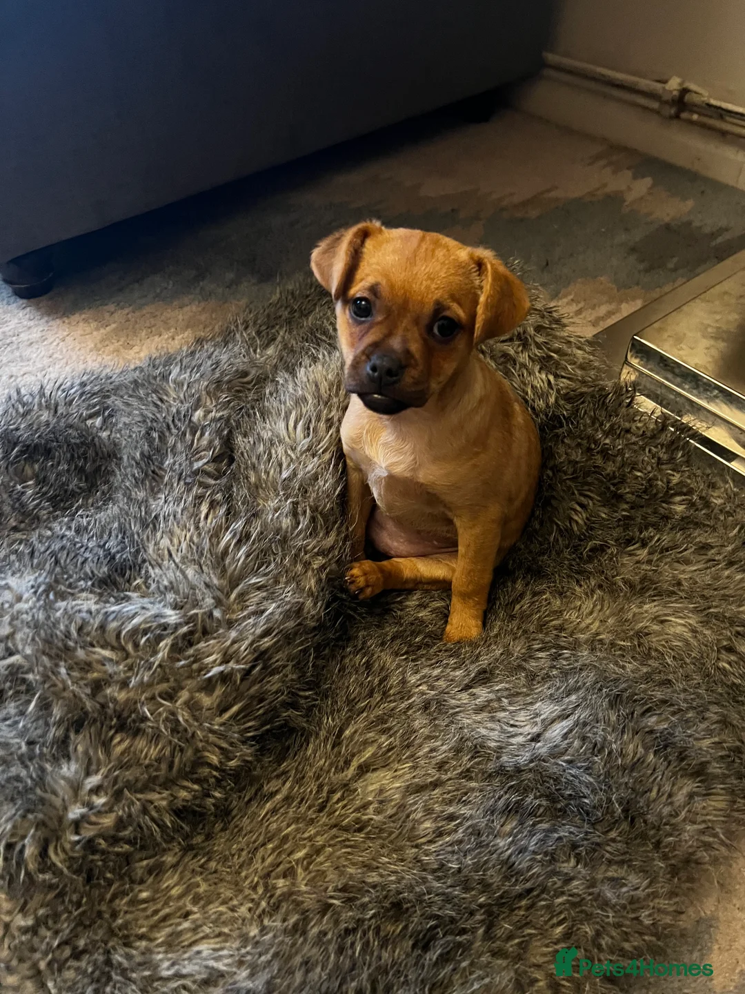 Jug dogs for sale: Jug (Jack Russell & Pug) Female  - Advert 4