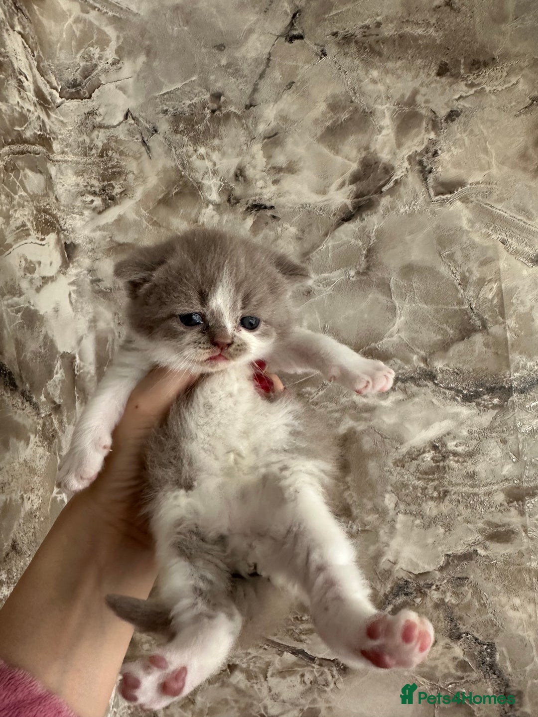 British Shorthair cats for sale: 🍫 🧸Beautiful TICA Registered British Short 🧸🍫 - Image 11