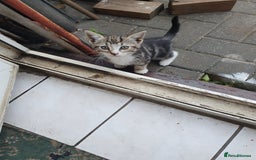 British Shorthair cats for sale: Tabby kittens  - Image 3