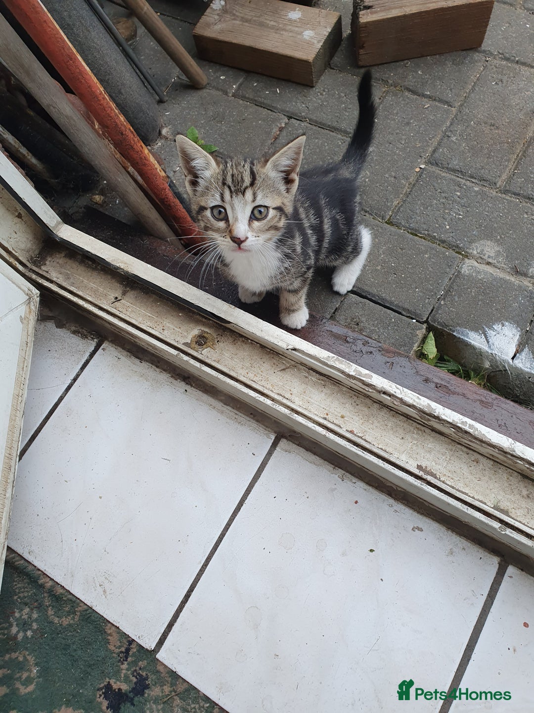 British Shorthair cats for sale: Tabby kittens  - Image 3