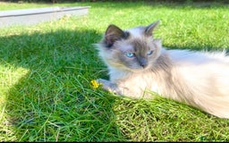 Ragdoll cats for sale: Friendly Male ragdoll for sale  - Image 4