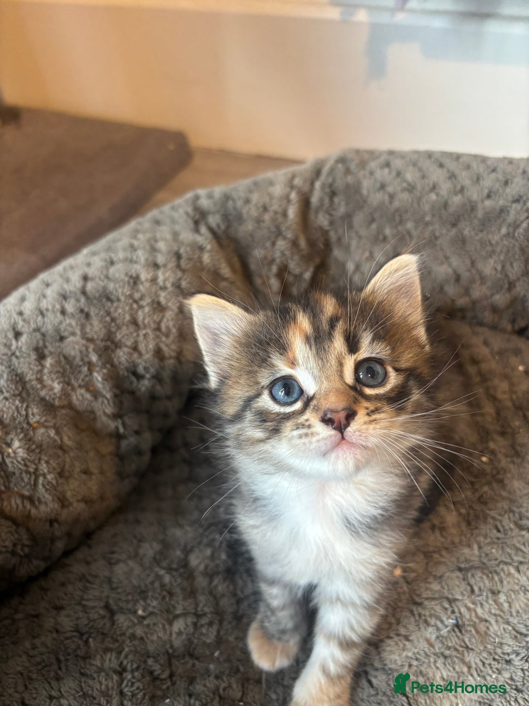 Mixed Breed cats for sale: 4 beautiful tabby kittens for sale  - Image 4