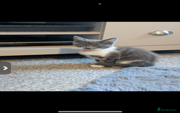 Mixed Breed cats for sale: Grey and white kitten  - Image 1