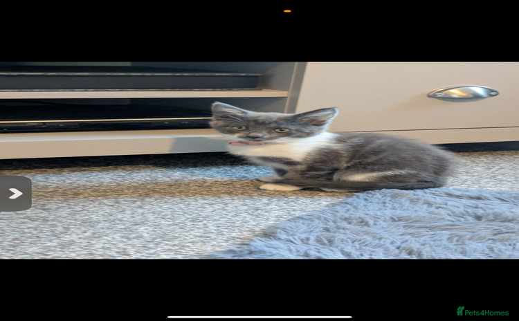 Mixed Breed cats - Advert 13