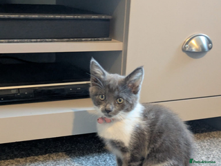 Mixed Breed cats - Advert 22