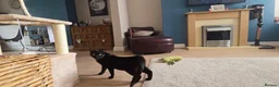 Domestic Shorthair cats for sale: Treacle & Pudding in Liverpool - Advert 4
