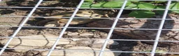 Tortoise reptiles for sale: Horsefield tortoises female  in Wrexham - Advert 4