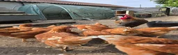 Chickens poultry for sale: point of lay pullets Bovan Browns - Advert 2